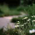 un chemin et des fleurs - retraite en ile de france