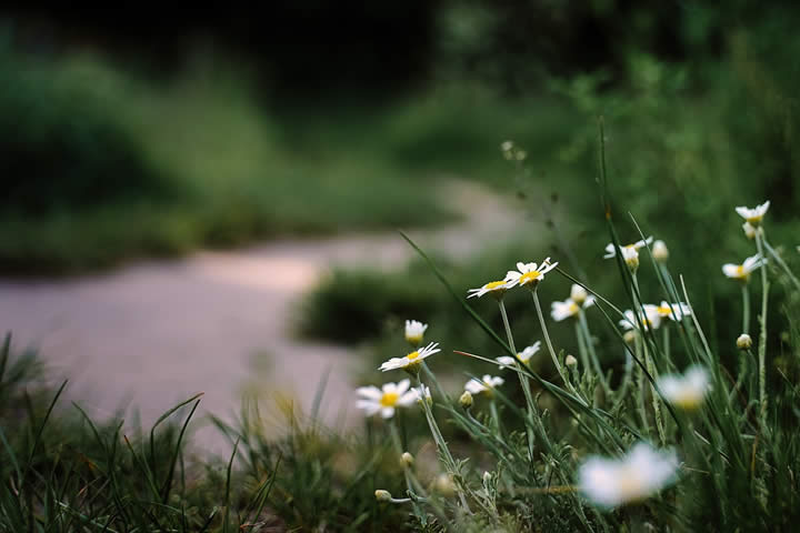 un chemin et des fleurs - retraite en ile de france