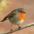 rouge gorge, le chant sacré de la nature