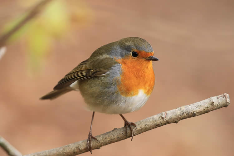 rouge gorge, le chant sacré de la nature