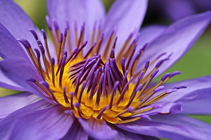 une fleur de lotus s'épanouit