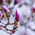 Bourgeons de Magnolia, printemps des poetes